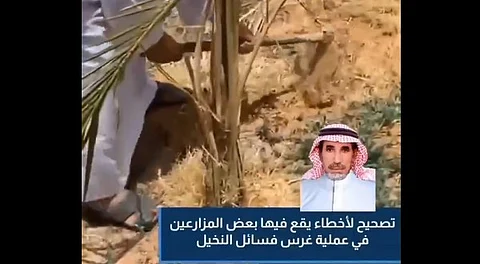 "الإرشاد الزراعي" يعرف الطريقة الصحيحة لغرس فسائل النخيل