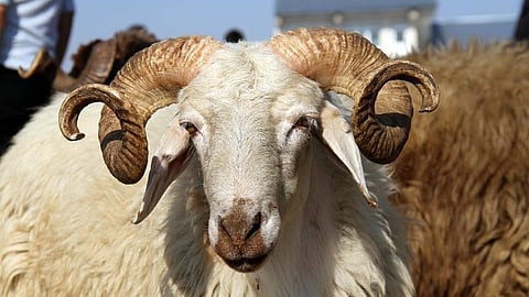 تحذير من أمراض خطيرة.. "النمر" يوصى الجميع بذبح الأضاحي داخل المسالخ