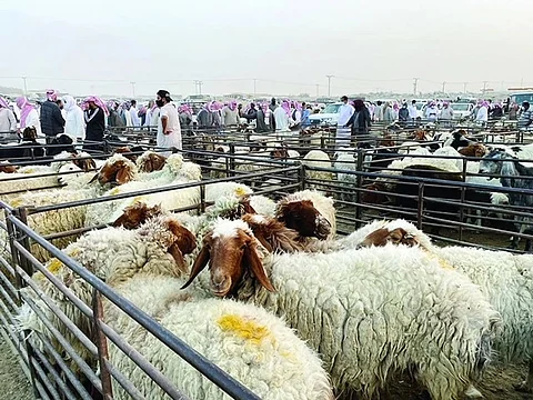 هروب لـ"السندات" ولغز الأعلاف يتواصل.. سقف أسعار المواشي يقفز فوق الـ 2000 ريال!