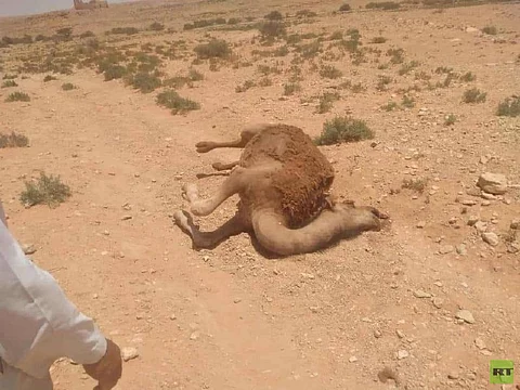 غموض واستنفار شُرَطي لمعرفة السبب.. شاهد نفوق للإبل في ليبيا يثير الذعر!