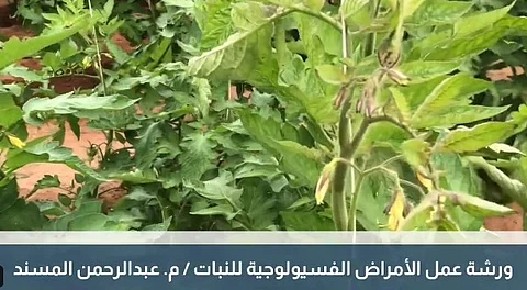 للحماية من لسعة الشمس ونقص الرطوبة.. نصائح رسمية لـ"مزارعي البيوت المحمية"