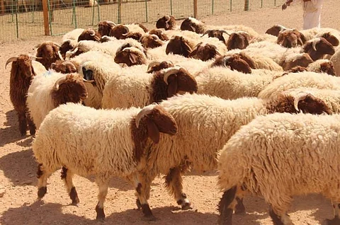 في عيد "النحر".. تعرَّف على شروط "الأضحية" وكيف ضحَّى نبينا محمد؟