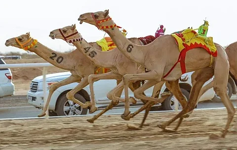 غدًا انطلاق أولى بطولات الاتحاد السعودي للهجن لموسم 2025 - 2024