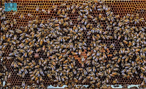 15 نوعًا و20% من إنتاج المملكة.. "تربية النحل وإنتاج العسل بالباحة".. قصة إرث ومشاريع