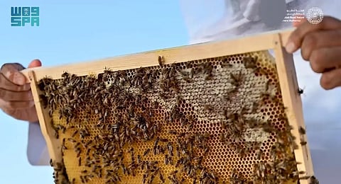 بأكثر من 17 ألف خلية.. محمية الإمام تركي بن عبدالله تعلن انطلاق موسم النحالين داخل نطاقها