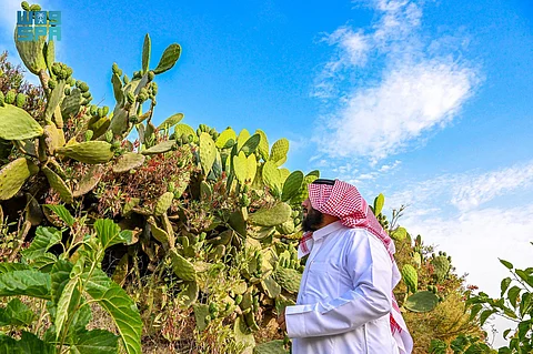 مدينة متكاملة متخصصة.. زراعة التين الشوكي في الباحة تحصد نجاحًا ملموسًا