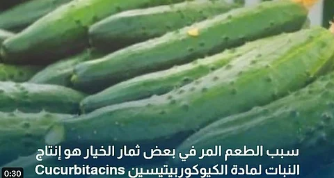 4 أسباب وأكثر.. لماذا يحمل بعض ثمار الخيار طعماً مراً؟ "الإرشاد الزراعي" يوضح
