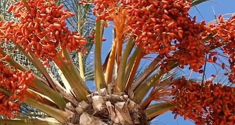 لخدمة رأس النخلة والتلقيح والجني.. "الإرشاد الزراعي" ينصح بـ"الرافعات الهيدروليكية"