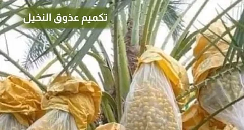 غطوا عذوق "العنبرة" و"الصقعي" بأكياس بيضاء شفافة.. "الإرشاد الزراعي" يوصي