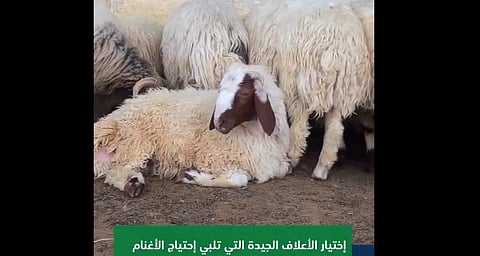 "الإرشاد الزراعي": اختيار الأعلاف الجيدة يضمن التغذية السليمة المتوازنة للأغنام