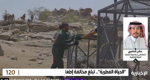 "مختص بالبيئة البرية": توفير الطعام البشري لقردة البابون يغيّر سلوكها ويصعّب إعادتها لطبيعتها