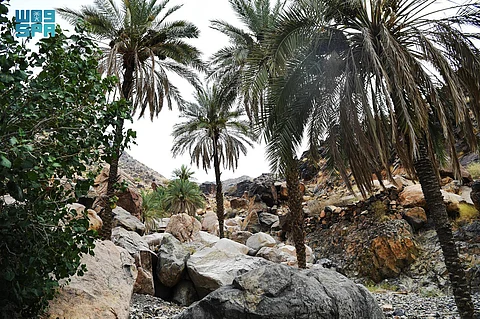 أهالي المدينة المنورة يُقبلون على مركز الفقرة للاستمتاع ببرودة أجوائه بالصيف