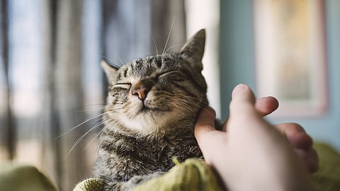 علماء: "طفيلي" في فضلات القطط علاج مستقبلي للاضطرابات العصبية