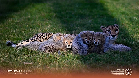 ولادة 4 فهود في السعودية تتصدَّر قصص مجلة BBC Wildlife