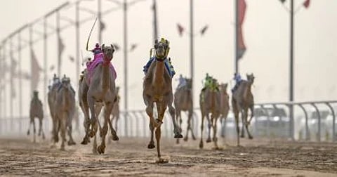 بدء تسجيل المطايا في مهرجان ولي العهد للهجن بنُّسخته السَّادسة.. غداً