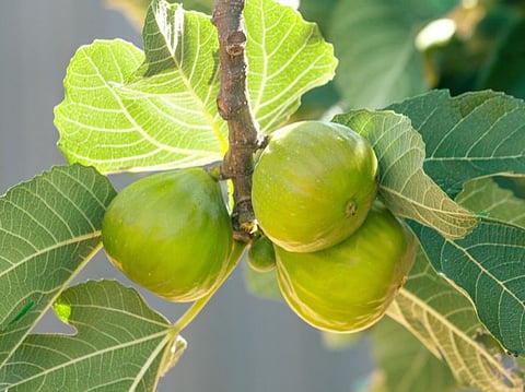 أغسطس موعد مثالي.. "الإرشاد الزراعي" ينصح ببدء إجراء التقليم الصيفي لأشجار التين