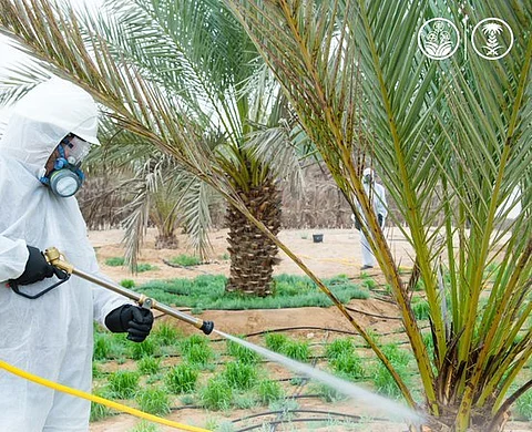 "كمامات غاز ونظارات واقية".. 4 أدوات واجبة عند أعمال مكافحة آفات النخيل