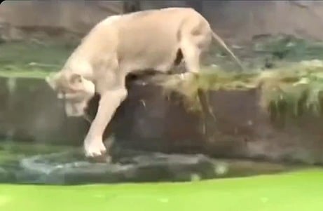 "ليس هناك مثل حب الأم".. شاهد لهفة أنثى أسد لإنقاذ صغيرها