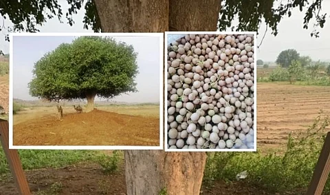 شجر "الضبر" المعمر بـ"جازان" تحت حماية جهات حكومية.. والسجن ينتظر العابثين