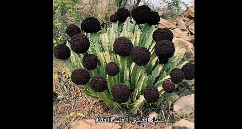أين ينمو بنجومه المرصعة؟ فيديو لـ"المسند" عن "أحد أشد النباتات سُمّية بالسعودية"!