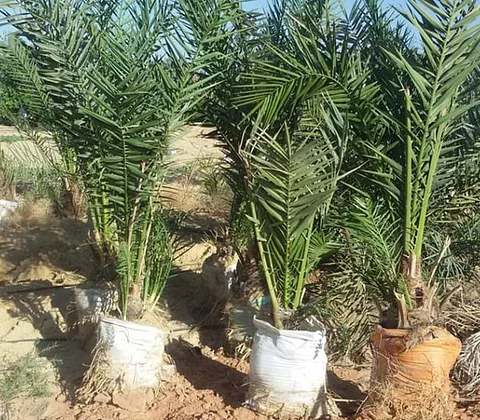 "الإرشاد الزراعي" ينصح بإرخاء رباط فسيلة النخيل كل فترة وعدم قص الجريد اليابس