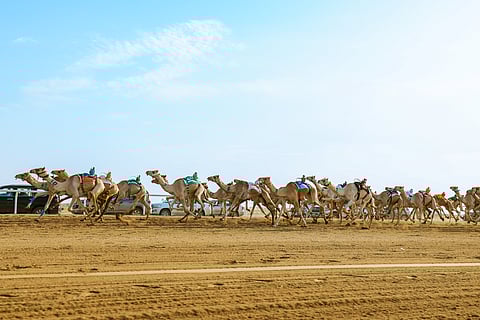 المرحلة النهائية من مهرجان ولي العهد للهجن.. "مذهل" تكسر توقيت العام الماضي الأفضل