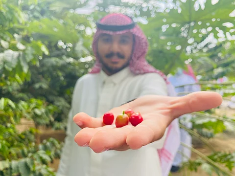 جامعة جازان.. تسجيل 4 براءات نباتية جديدة لأصناف البُن السعودي