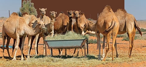 "الشراء وبيانات البطاقة".. نصائح ثمينة من "الغذاء والدواء" لضمان سلامة الأعلاف