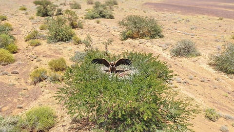 "هيئة تطوير محمية الملك سلمان" تكشف عن 4 أنواع من النسور تعيش داخل نطاقها