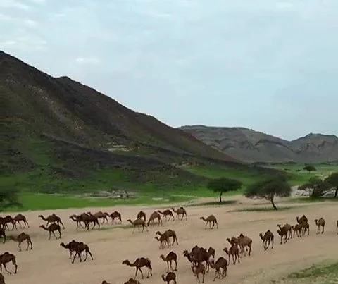 شاهد.. النباتات البرية تشكّل لوحات طبيعية ومناظر جمالية تبهر المتنزهين بجبال مكة