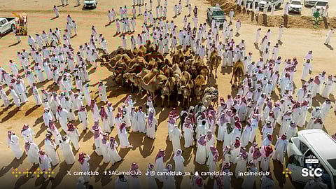 نادي الإبل يعلن أسماء الفائزين في لون "الشقح" بجادة الطائف