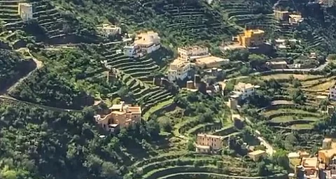 "الإرشاد الزراعي": أصناف جديدة من أشجار البن العربي تنمو تحت الإضاءة العالية