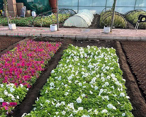 90 مبادرة لـ"أمانة الطائف" تعزز الوعي البيئي وتدعم الاستدامة الخضراء