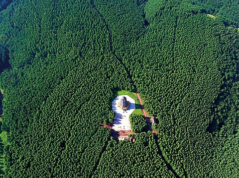 "المسند" يكشف تفاصيله… مشروع غابات جازان مبادرة بيئية عملاقة تجعل المنطقة رئة السعودية الخضراء