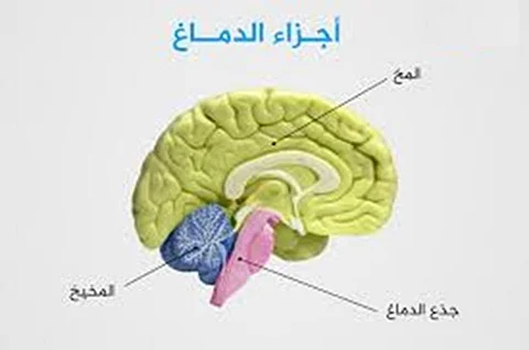 من ضيق التنفس إلى التعب والقلق لفترات طويلة.. هذا ما يفعله فيروس كورونا بجذع الدماغ الذي "يتحكم في الحياة"