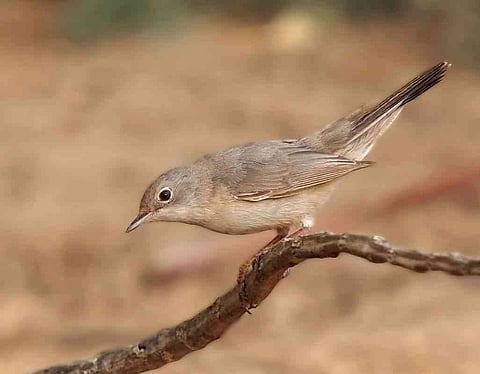 الأمن البيئي يحذر: غرامة صيد "طائر الدخل" دون ترخيص "5،000" ريال