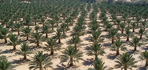 "مصدر موثوق".. 3 نصائح للمزارعين عند شراء فسائل إكثار النخيل يقدّمها "الإرشاد"