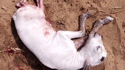 بعد كشف حالات نفوق.. مُربُّو ماشية بجازان يترقبون نتائج الفحص