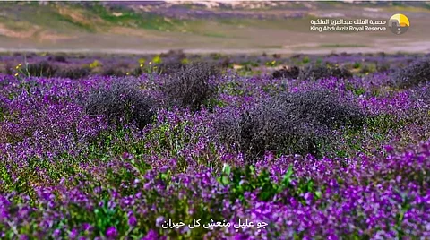 بالفيديو والصور.. "محمية الملك عبدالعزيز" توثق آثار الحِمى في هضبة الصمّان