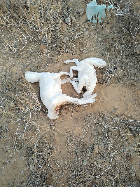 "وقاء" ينفي وجود حالات نفوق جماعي للمواشي بأبو عريش.. و"سبق" ترد وتوضح