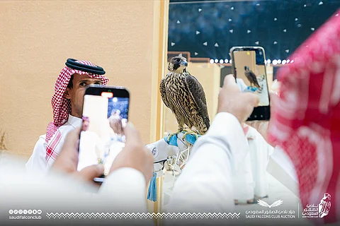 كأغلى صفقة.. بيع "شاهين فرخ" بـ 240 ألف ريال في مزاد نادي الصقور