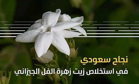 منجز سعودي تقوده "البيئة".. نجاح تجارب استخلاص زيت زهرة الفل الجيزاني كمنتج عطري فريد