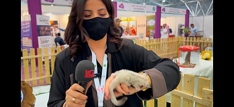 بالفيديو.. سعودية تحوّل منزلها إلى محمية للسناجب الطائرة وتدعو لتبنّيها كحيوانات أليفة جديدة
