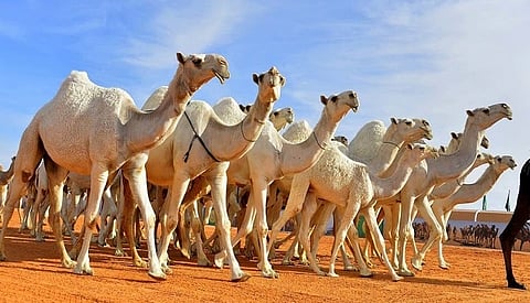 مزاد المدينة المنورة الأول للإبل بمحافظة الحناكية.. الشهر المقبل