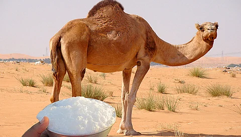 "الغذاء والدواء تحذّر من شرب حليب الإبل الخام غير المبستر"
