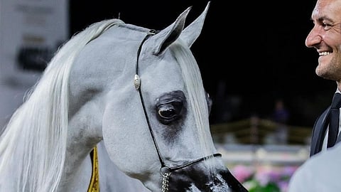 خلال الفترة من 13 إلى 16 نوفمبر " الجاري".. "الرياض" تحتضن الجولة النهائية من جولات الجياد العربية