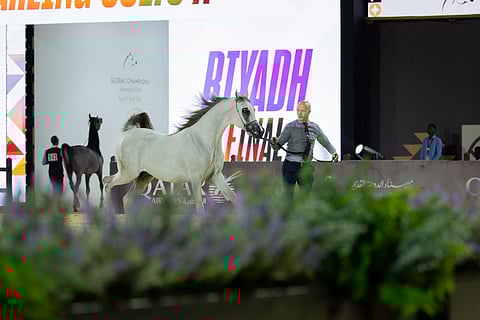 ينظمها الاتحاد السعودي للفروسية.. انطلاق منافسات "جولة الرياض" من جولات الجياد العربية