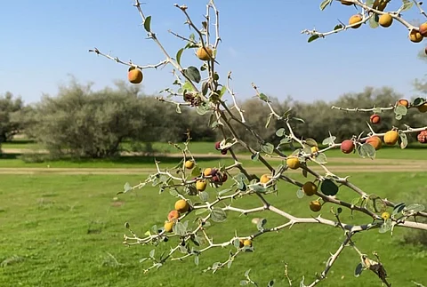 مناظر خلابة تسر الناظرين.. شاهد توشح الفياض باللون الأخضر بـ"حدقة رفحاء"