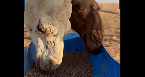 يزيد اللحم والحليب 20%.. "الإرشاد" ينصح مربّي الإبل بانتظام تقديم المكعبات الغذائية