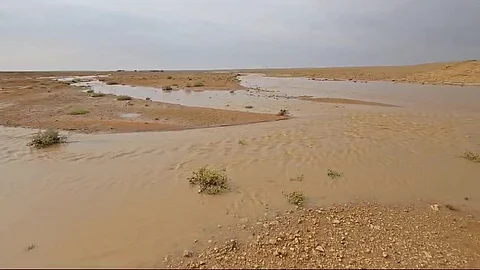 هطولات شتوية تُنعِش الطبيعة وتجذب عشاق البر في الخيس والرويضة وطخفة